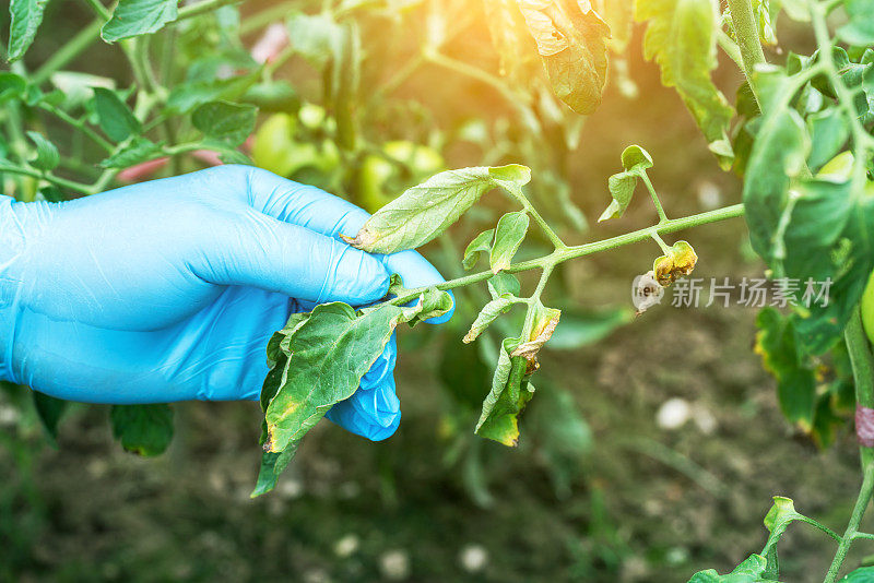 田间染病的番茄