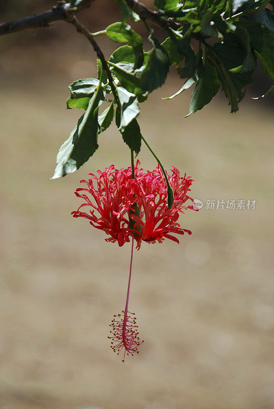 灯笼芙蓉