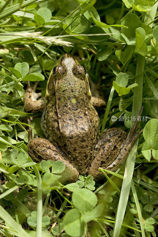 青蛙3