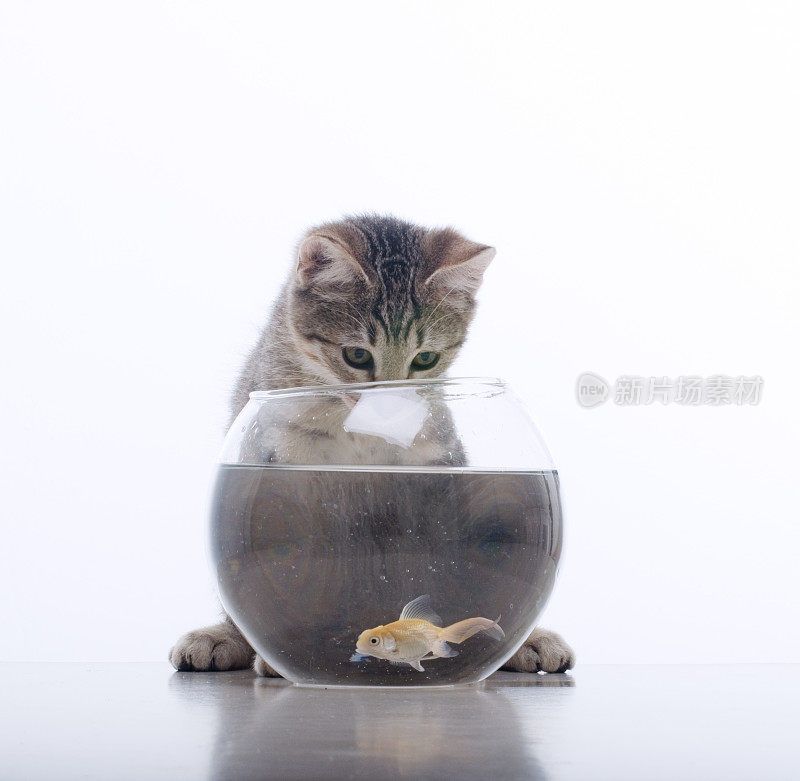 小猫和金鱼