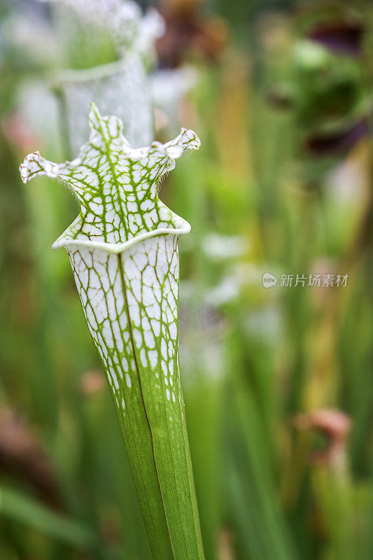 野外开花植物特写