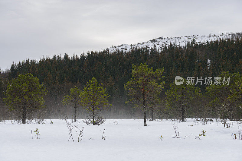 清新翠绿的松树在Vester?len冬季景观