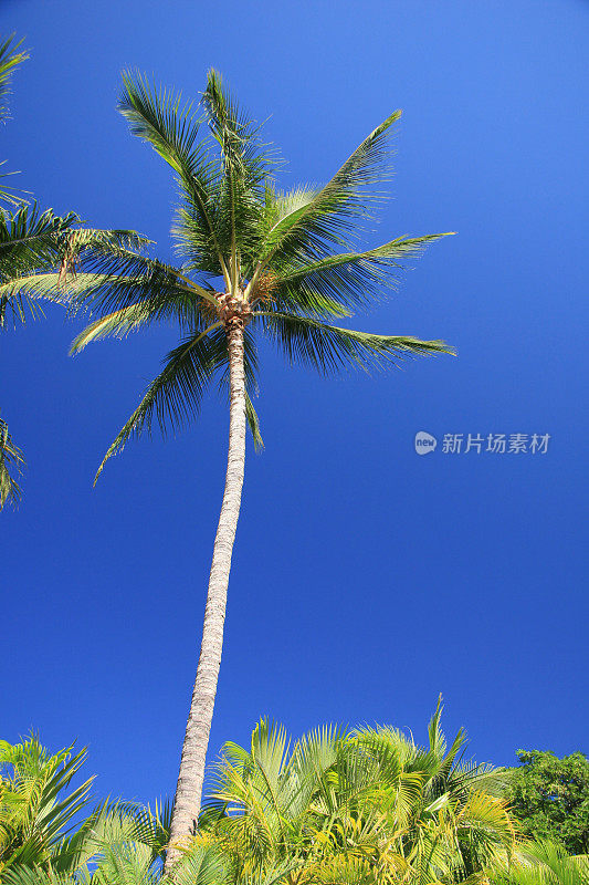 棕榈树映衬着夏威夷蓝色的天空