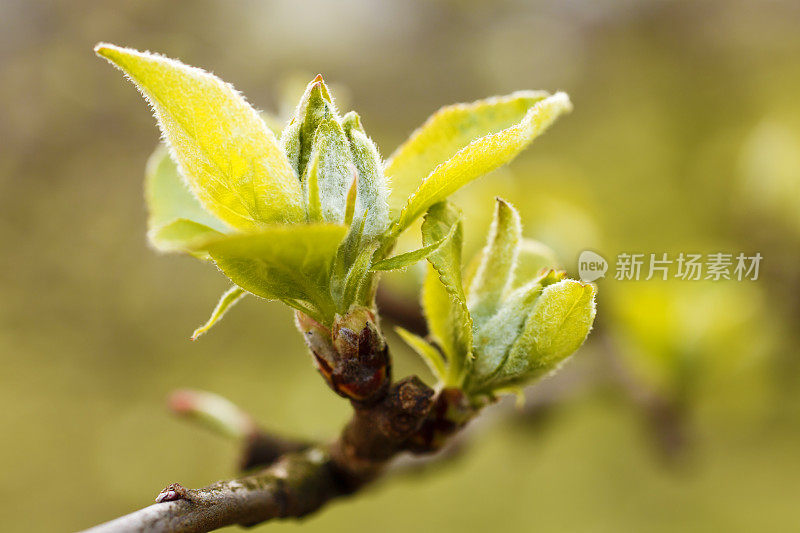 苹果花