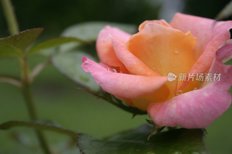 玫瑰花瓣上的雨滴特写