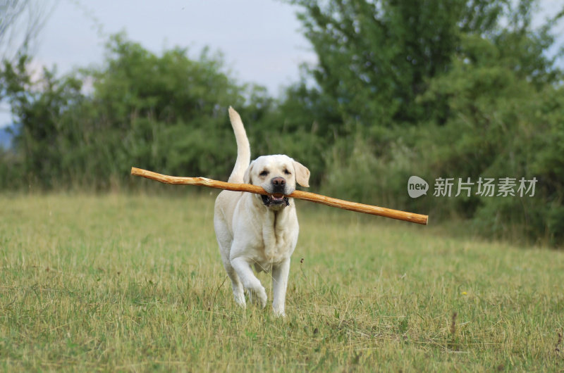 拉布拉多寻回犬玩耍