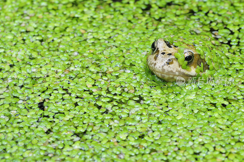 青蛙在浮萍