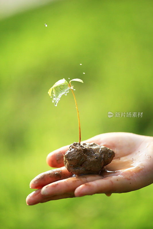 水花打在棕榈树上的小植物