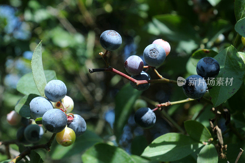 灌木上的有机蓝莓