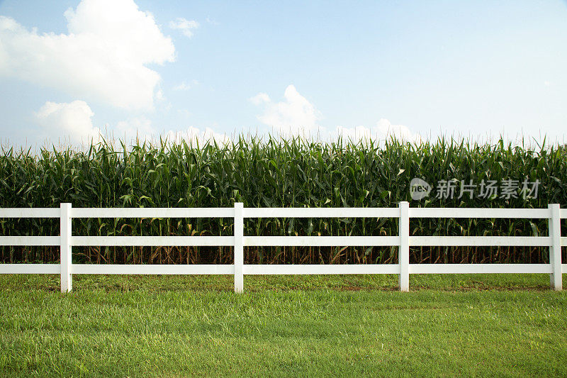 玉米田的栅栏