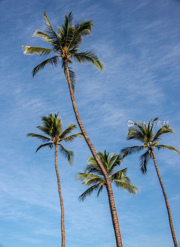 毛伊岛的棕榈树