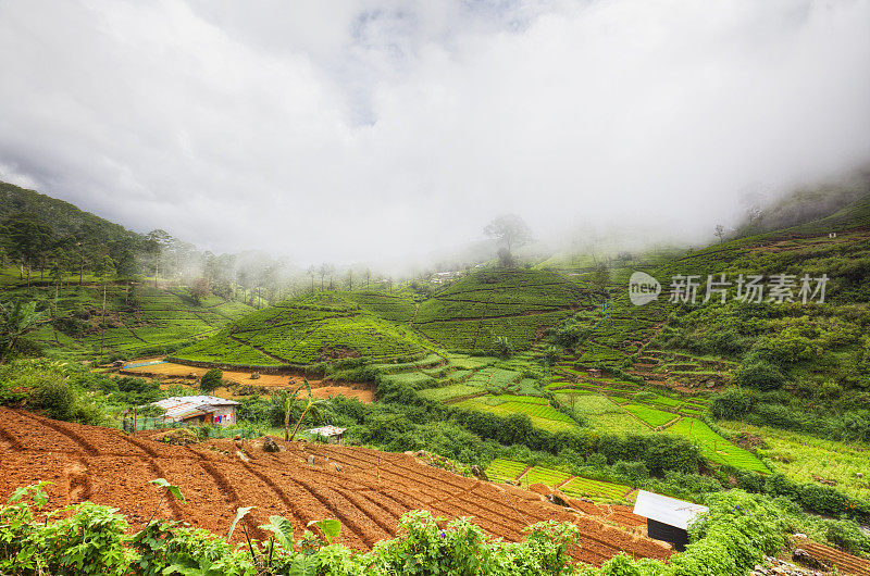 锡兰高地-斯里兰卡的茶园