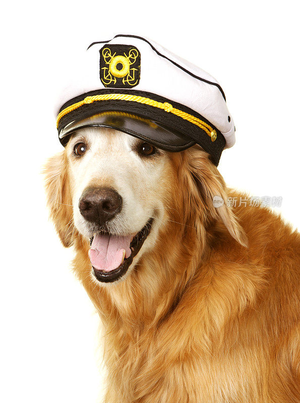 戴着船长帽的金毛寻回犬
