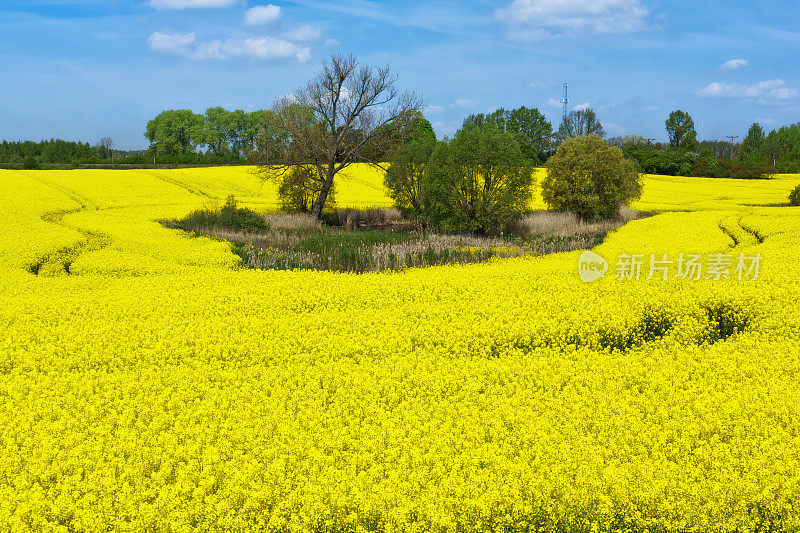 油菜花领域