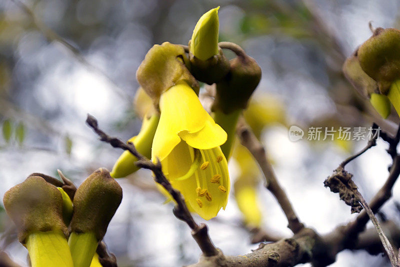 新西兰本土的科怀花，春天