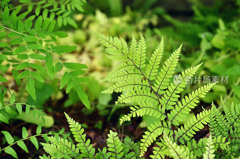 蕨类植物