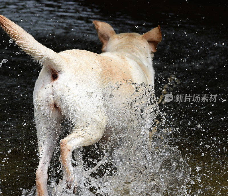 拉布拉多寻回犬