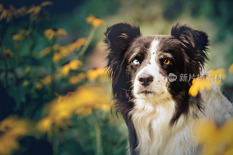 美丽的狗肖像-边境牧羊犬