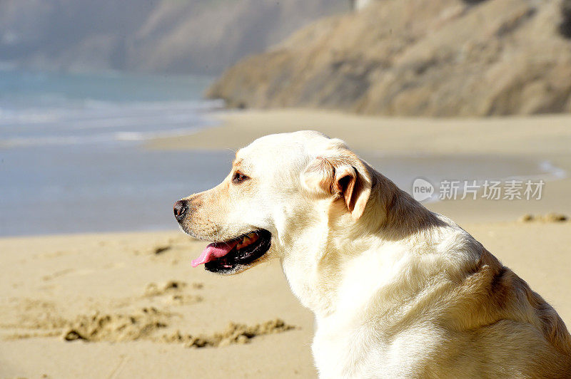 拉布拉多寻回犬