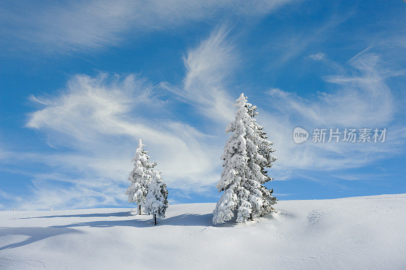 白雪覆盖的冷杉