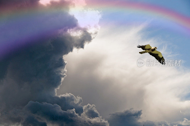 斯文森的鹰飞过有彩虹的乌云