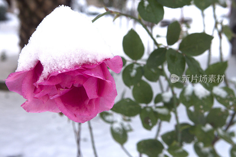 雪中的粉红玫瑰