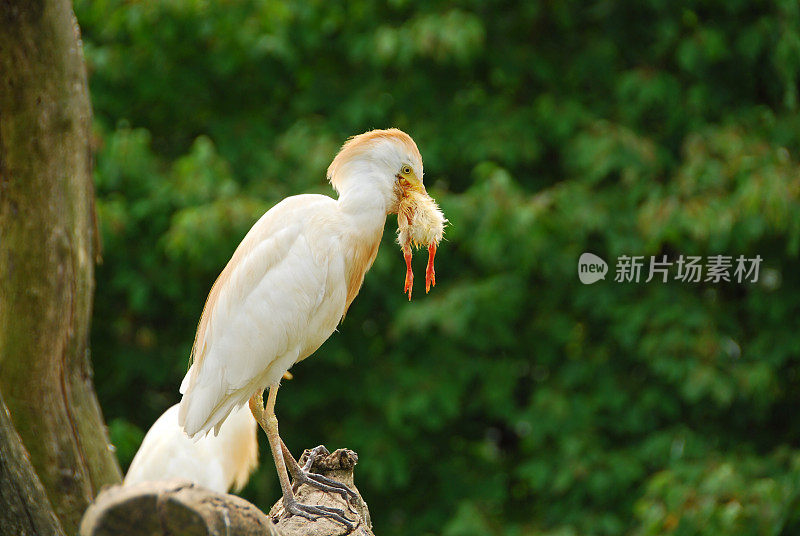 牛白鹭正在吃小鸡