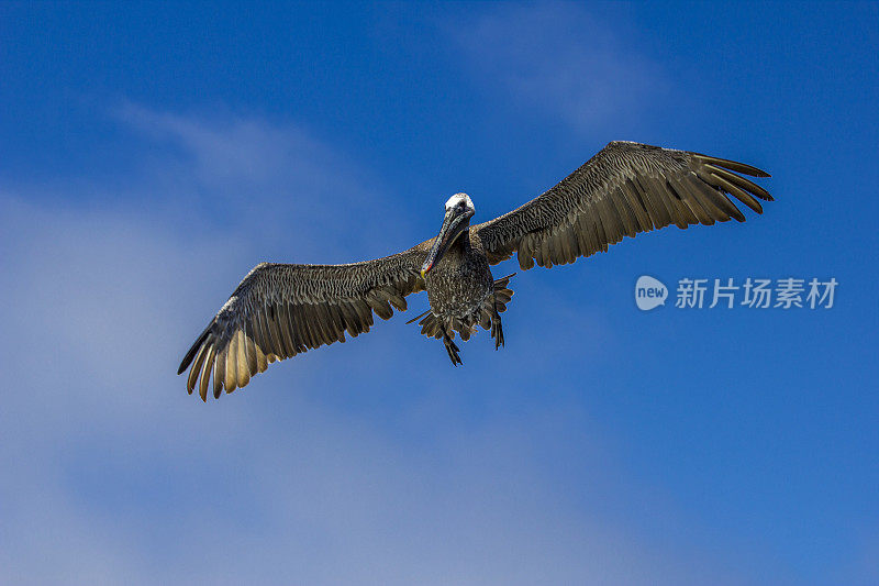 褐鹈鹕飞行