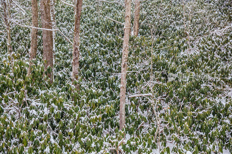 雪下的冬日森林