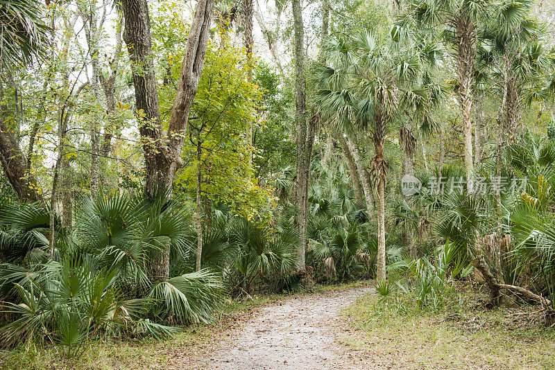 在美国佛罗里达中部，棕榈树成行的森林小径景观