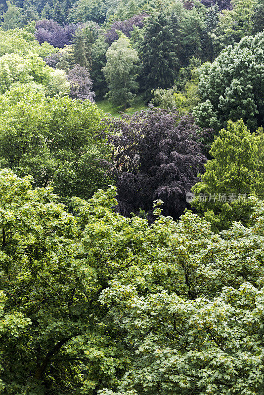 卢森堡城的森林