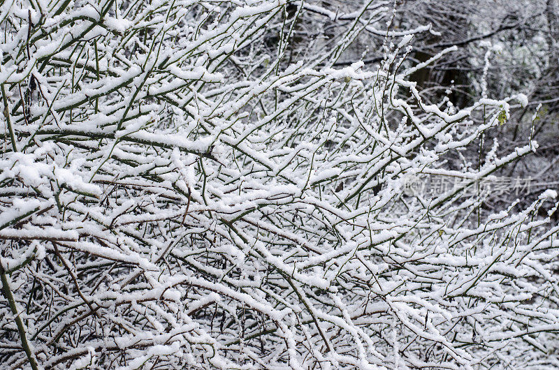 冰雪覆盖的冬季树木