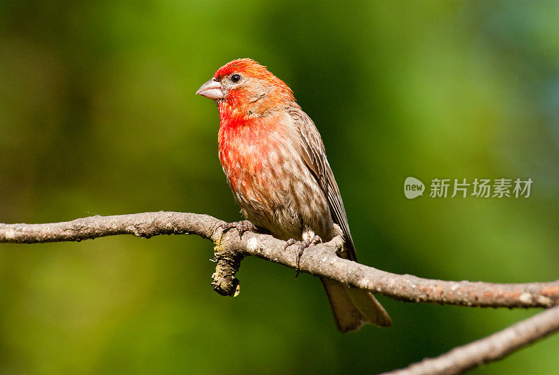 有亮红色羽毛的雄性家雀