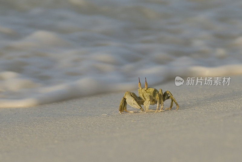 海滩上的幽灵蟹和波浪