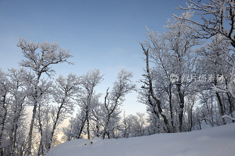 滑雪胜地的小而弯曲的桦树上结了霜