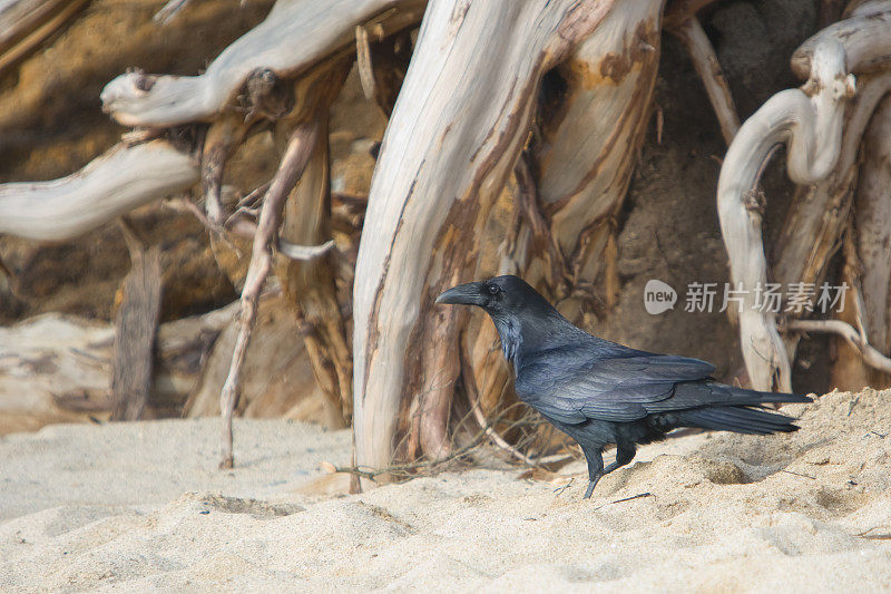 黑鸟在海滩