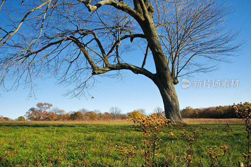 一棵秋季在草地上的老橡树