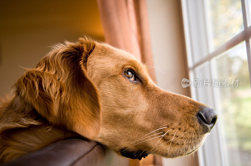 金毛猎犬望向窗外