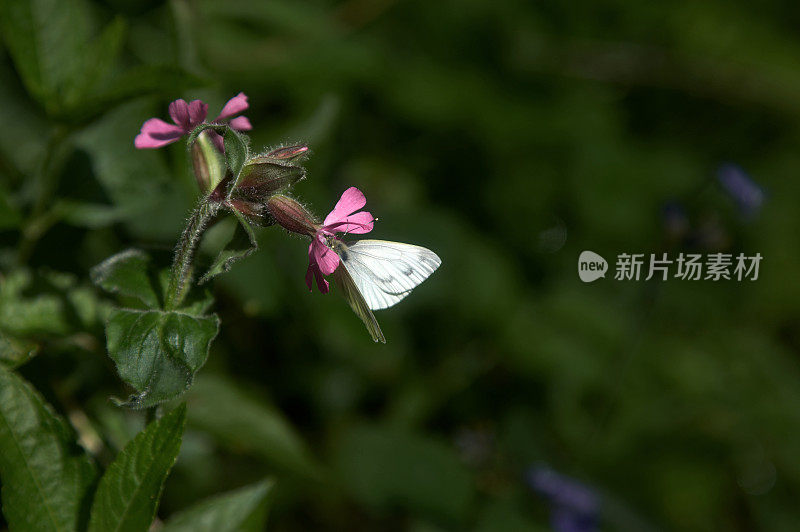 花上的白蝴蝶