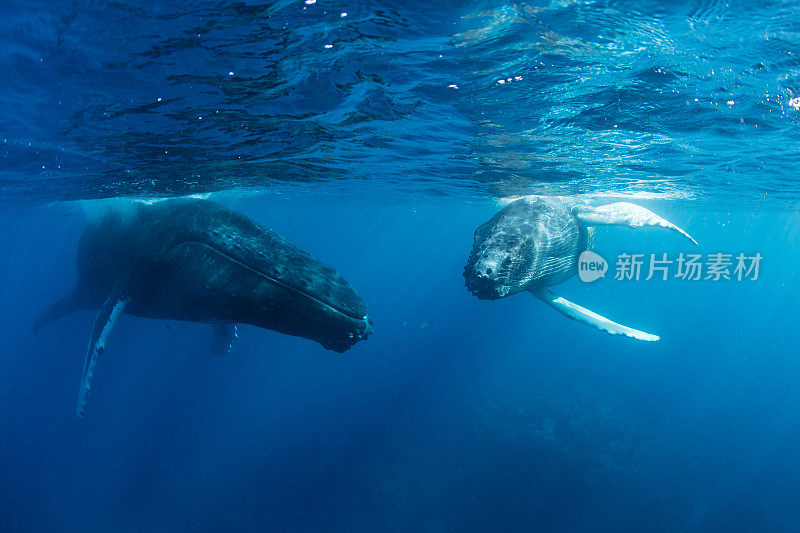 座头鲸幼崽和母鲸