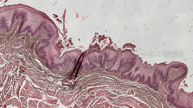 人的舌头组织在显微镜下观察