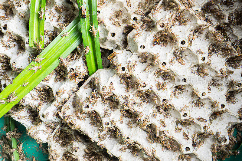 蟋蟀，家禽昆虫，被当作泰国的小吃来油炸和食用。