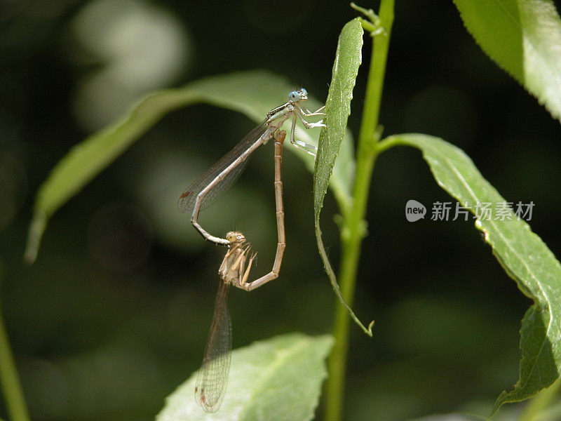 两只正在繁殖的蜻蜓的特写。心的形状