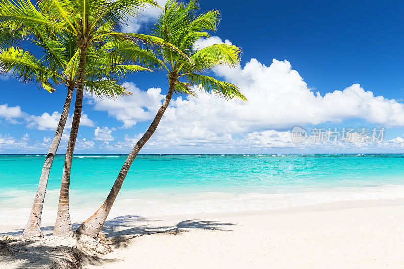 美丽的热带白色沙滩和椰子树