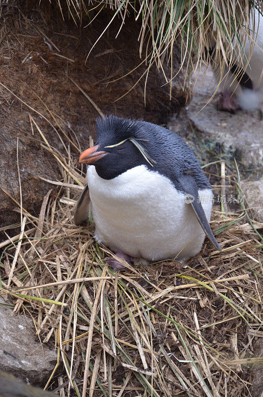 岩跳企鹅在巢上