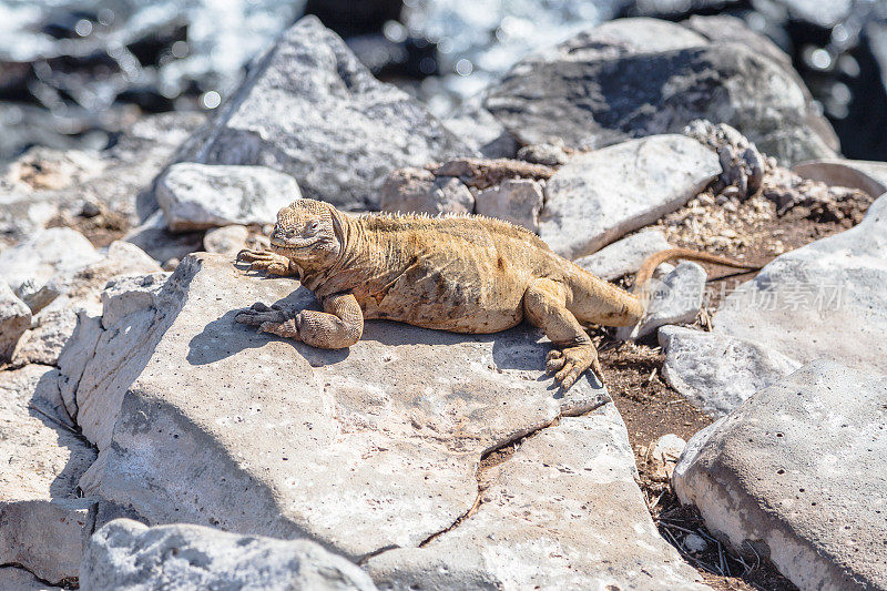 加拉帕戈斯群岛的鬣蜥栖息在岩石上