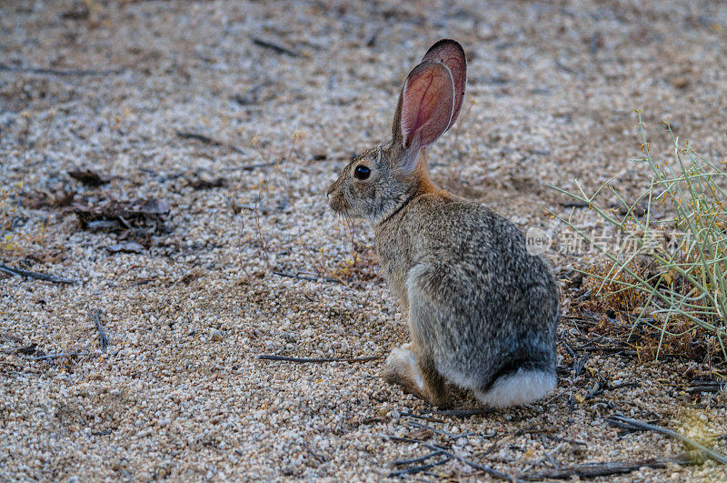 沙漠棉尾兔兔