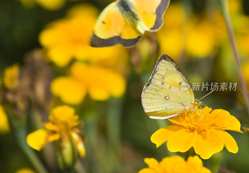 黄硫蝴蝶与落花