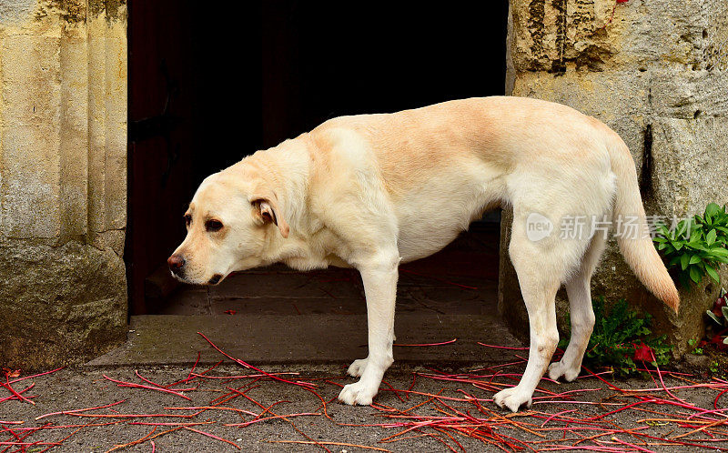 英国的拉布拉多寻回犬