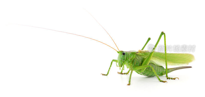 绿色蝗虫孤立。